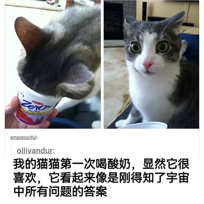 图片为左右两栏拼接的图文混排内容。左侧图中一只灰白相间的猫咪正将头埋入一个印有“Zero”字样的酸奶杯中专注地喝着酸奶；右侧图中，同一只猫咪抬起头，睁着圆溜溜的绿色大眼睛，表情惊讶，仿佛受到了极大的震撼。图片下方有用户评论文字：“我的猫猫第一次喝酸奶，显然它很喜欢，它看起来像是刚得知了宇宙中所有问题的答案”，生动地描绘了猫咪初次品尝酸奶后的可爱反应。