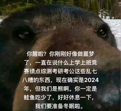 这是一张治愈系动物梗图，画面主体是一只近距离拍摄的野生熊的面部特写，熊的眼神温和，面部凑近，呈现出关切的姿态。图片搭配了以熊的口吻撰写的文字内容：告知对方刚从包含上学、上班、竞赛、绩点、考研考公等人类焦虑内容的噩梦中醒来，点明当下是2024年，但它们是熊，调侃对方鲑鱼吃少了，让其好好休息，准备冬眠。该图通过将当代年轻人的学业、职场生存焦虑代入动物视角，用轻松、无压力的动物生活状态消解人类的焦虑情绪，精准戳中当代年轻人的压力痛点，引发情绪共鸣，起到治愈放松的作用。