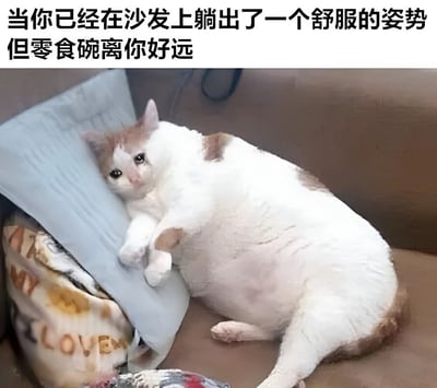 图片上方配有文字“当你已经在沙发上躺出了一个舒服的姿势但零食碗离你好远”，下方是一只白色和橘色相间的猫咪侧躺在沙发上，头部枕在蓝色的枕头上，身体舒展，前爪微微伸出，眼神看向镜头，表情中带着一丝渴望和无奈，仿佛在演绎文字描述的场景，幽默地展现了人们在舒适状态下不想动弹却又渴望零食的矛盾心理。