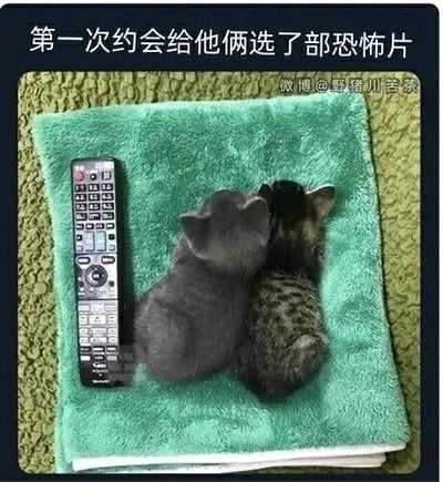 这是一张充满趣味的萌宠图，画面中两只小猫背对着镜头，亲密地依偎在绿色毛巾上，旁边摆放着一个电视遥控器。图的上方配有文字“第一次约会给他俩选了部恐怖片”，将小猫拟人化，把它们设定为一对正在约会的情侣，因观看恐怖片而紧紧靠在一起，既展现了小猫的可爱，又通过拟人化的设定增添了温馨搞笑的氛围，让人觉得十分治愈。