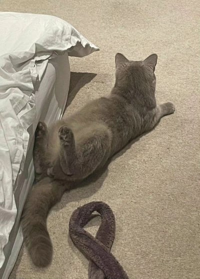 一只灰色的猫咪正仰躺在米黄色的地毯上，靠近一张铺着白色床单的床。猫咪四肢放松，尾巴自然垂落，身旁放着一个紫色的毛绒玩具，整体画面呈现出温馨舒适的居家氛围。