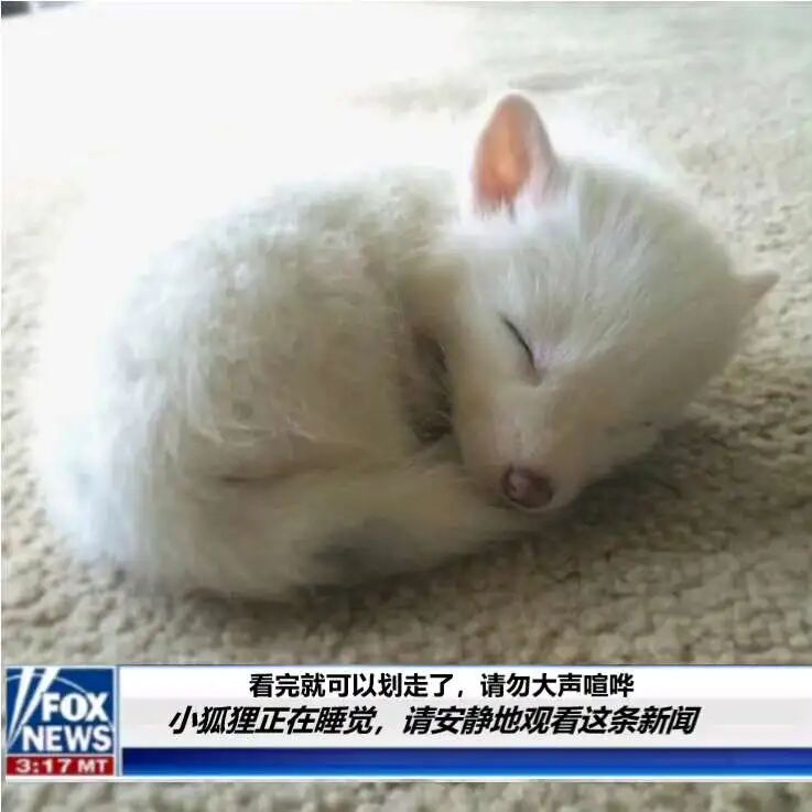 小狐狸