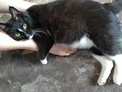 一只黑白相间的猫咪正舒适地依偎在人类的手臂上，它有着明亮的绿色眼睛和柔软的黑色毛发，只有腹部和爪子是白色的。猫咪微微侧头，眼神中带着一丝好奇和满足，前爪自然垂下，尾巴舒展在地板上。背景是灰色大理石纹理的地面，整体画面传递出人与宠物之间温馨亲密的氛围。