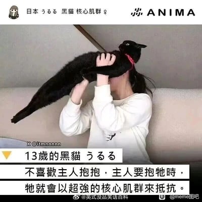 这是一张图文结合的静态图，画面主体是一位坐在沙发上、穿着白色上衣的主人，正双手试图抱起一只戴着红色项圈的13岁黑猫うるる。这只黑猫身体完全绷直，将身体横向展开，呈现出用全身核心肌群发力的姿态，以此抗拒主人的拥抱。下方的文字说明详细介绍了这只黑猫的情况：它名叫うるる，今年13岁，不喜欢被主人抱抱，每当主人想要抱它时，就会用这样的方式抵抗，有趣地展现了猫咪倔强又可爱的性格，让画面充满趣味。