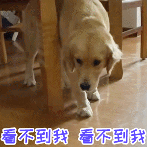 这是一段动态GIF，展示了一只金毛犬躲在桌子底下，身体小幅移动，眼神略带紧张地向下看。画面中重复叠加着蓝色文字“看不到我 看不到我 看不到我”，模拟狗狗试图通过自我暗示让别人发现不了自己的可爱场景，整体充满萌趣和幽默感。