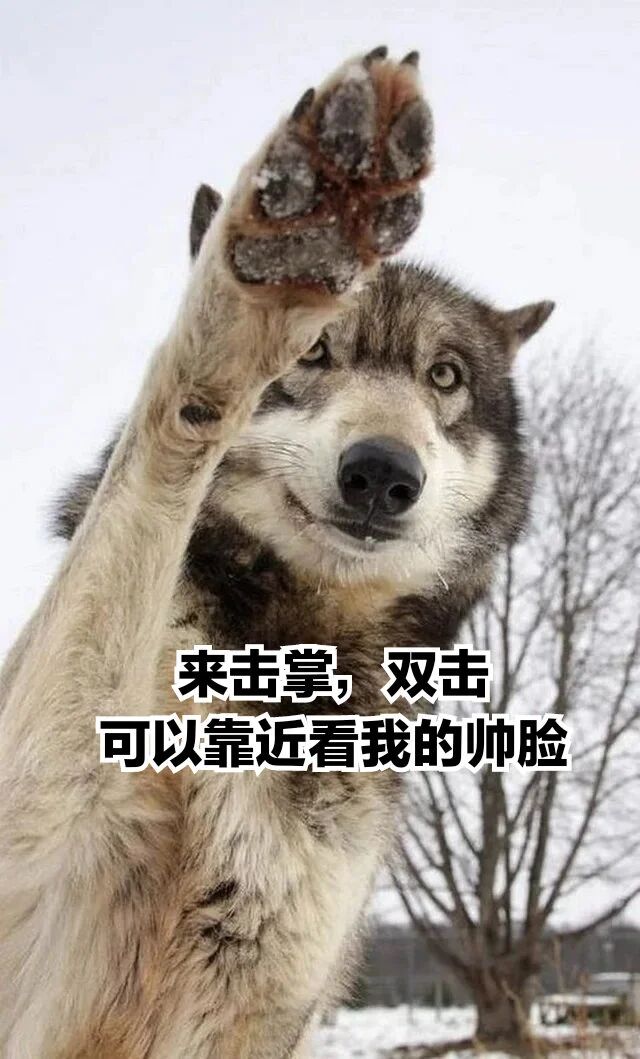 狼