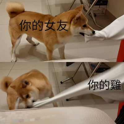 图片为上下两格对比图，均展示一只棕色柴犬与人类手臂互动的场景。上格中柴犬站立，温顺地轻咬白色衣袖，上方文字标注“你的女友”；下格中柴犬低头用力拉扯同一衣袖，画面因动作产生模糊，右侧文字标注“你的雞”。通过柴犬前后不同的互动力度，形成幽默对比，可能用于调侃两种不同关系或情境下的行为差异。