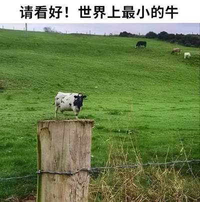图片展示了一片广阔的绿色草地，前景中有一根木质 fence 桩，桩顶站立着一头黑白花奶牛。背景中远处有几头正常大小的奶牛在吃草。图片顶部配有文字“请看好！世界上最小的牛”，通过近大远小的透视原理制造视觉错觉，让站在近处木桩上的奶牛看起来异常迷你，实则是利用拍摄角度形成的幽默效果。