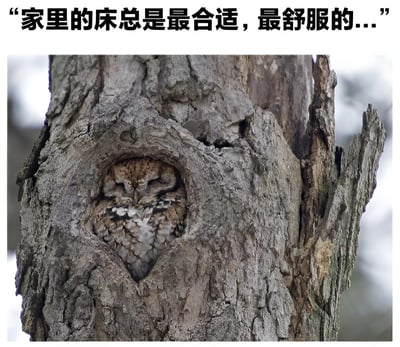 图片上方配有文字'家里的床总是最合适，最舒服的...'，下方是一张真实照片：一只猫头鹰蜷缩在树洞中，身体与粗糙的树皮纹理融为一体，双眼紧闭，呈现出舒适入睡的姿态。图片通过将猫头鹰的树洞比作'家'，幽默地表达了'自己的家最舒适'这一普遍感受，引发共鸣。