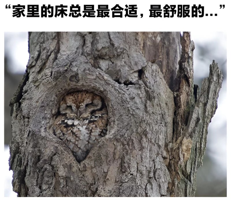 猫头鹰