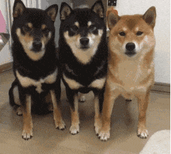三只柴犬中棕色狗狗突然凑近镜头