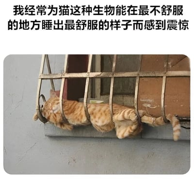 图片上方配有文字“我经常为猫这种生物能在最不舒服的地方睡出最舒服的样子而感到震惊”，下方是一只橘色虎斑猫正蜷缩在窗栏的金属栏杆之间熟睡的场景。猫咪身体被栏杆分隔成几段，四肢自然伸展，表情十分放松，完全不顾所处环境的狭窄与不适，形成强烈的反差萌。