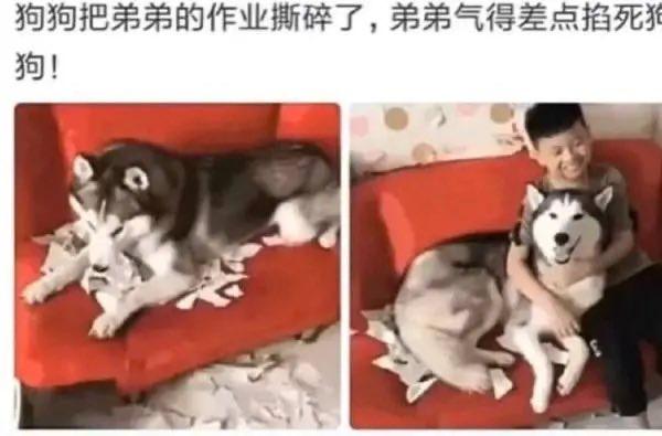 哈士奇