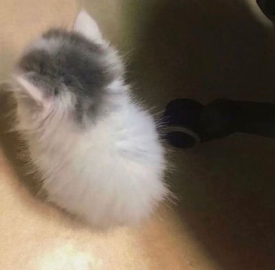 一张近距离拍摄的小猫背影照，画面中是一只灰白相间的毛茸茸小猫，它正蜷缩着身体，露出圆滚滚的背部和蓬松的尾巴。小猫的毛色以灰色为主，背部和头部颜色较深，腹部和尾巴毛色偏白，整体看起来非常柔软。背景似乎是室内环境，地面颜色较浅，旁边有一个深色的物体，可能是玩具或日常用品。