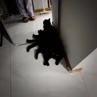 这是一张捕捉到视觉错位趣味瞬间的家庭室内照片，画面中的黑猫躲在墙角处，由于墙角的角度与地面的光影效果，让黑猫看起来仿佛长出了多条腿，秒变“多腿怪物”，画面远处还能看到人的腿脚，第一眼很容易被这个错觉欺骗，充满了搞笑的反差感。