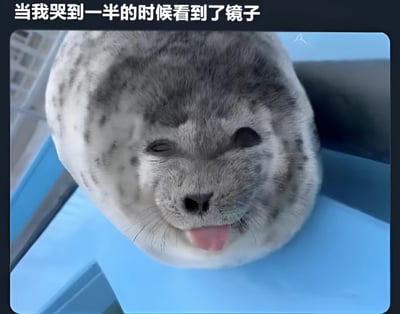 图片上方有文字'当我哭到一半的时候看到了镜子'，下方是一只海豹的特写。海豹睁一只眼闭一只眼，吐着舌头，表情滑稽搞笑，仿佛是一个人哭到一半照镜子看到自己狼狈模样时的反应。这种将人类情感与动物表情结合的方式创造了幽默效果。