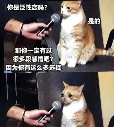 这是一张上下两格拼接的搞笑梗图。上格中一只橘白相间的猫坐在黑色物体上，面对一只手持麦克风的手，上方文字为“你是泛性恋吗？”，猫的旁边配文“是的”。下格场景相同，文字变为“那你一定有过很多段感情吧？因为你有这么多选择”，通过拟人化的采访对话制造幽默效果。