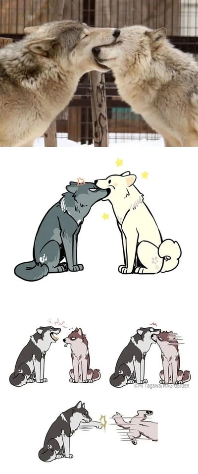 这是一组由真实照片与原创漫画拼接而成的内容，分为三个部分：第一部分是真实拍摄的两只灰狼，它们面对面嘴部贴近，呈现出亲昵的互动姿态；第二部分是对该场景的卡通温馨演绎，两只拟人化的狼形狗狗做出同样的贴近动作，深色狗狗头顶泛起红晕，浅色狗狗周围点缀星星，氛围可爱温馨；第三部分是四格搞笑漫画，第一格中一只黑灰狼张嘴叫嚷，对面的棕红狼一脸嫌弃；第二格棕红狼突然咬向黑灰狼的嘴；第三格黑灰狼一巴掌将棕红狼打飞出去，把原本可能的亲昵互动改编成了互怼反转的搞笑剧情，形成有趣的反差感。