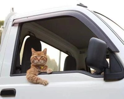 一只橘色的猫坐在白色汽车的驾驶座上，前爪搭在打开的车窗上，表情严肃地向外张望。猫咪戴着黄色的项圈，背景中可以看到模糊的户外景象。这张照片捕捉到了猫咪拟人化的姿态，仿佛一位正在开车的司机。