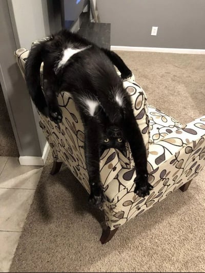 一只黑白相间的猫以极其扭曲的姿势趴在花纹扶手椅上，身体完全舒展开来，前爪抓住椅子边缘，头部朝下，眼睛直视镜头，表情看起来十分专注。背景是铺着地毯的客厅，墙边有一个电视和灰色的墙壁。猫咪的姿势显得非常滑稽有趣，展现了宠物特有的灵活与慵懒。