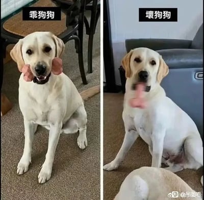 这是一张左右拼接的对比图，左侧标注“乖狗狗”，一只拉布拉多犬端正地坐着，将粉色玩具咬在脸颊两侧，表情乖巧听话；右侧标注“坏狗狗”，同一只拉布拉多犬坐姿松散，把粉色玩具吐出来，画面下方还露出另一只狗的臀部，通过两种状态的对比，制造出强烈的搞笑反差，生动展现出狗狗的不同模样，充满趣味。