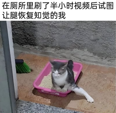 图片上方配有文字'在厕所里刷了半小时视频后试图让腿恢复知觉的我'，下方是一只灰白相间的猫坐在粉色猫砂盆里，一只后腿向外伸展，动作僵硬笨拙，仿佛人腿麻后试图活动的样子，通过猫咪的搞笑姿势类比人类腿麻的窘境，充满生活气息和幽默感。