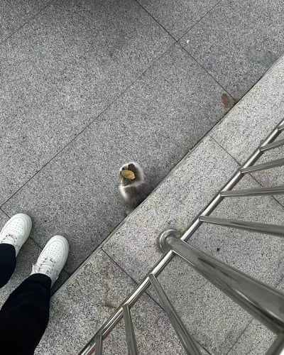 俯拍视角下，一只灰白相间的小猫咪站在灰色石板铺成的人行道上，头顶恰好顶着一片黄褐色的落叶，显得格外呆萌。猫咪正抬头向上看，似乎在观察拍照的人。画面左侧可见一双穿着白色运动鞋和黑色裤子的人的脚，右侧则是金属材质的栏杆，整体场景充满生活气息与治愈感。