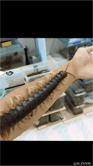 这是一个整蛊类动态GIF图，通过图像合成技术制造出逼真的惊悚错觉：一只体型较大的黑色蜈蚣仿佛正从人的手臂皮肤下钻行而出，随着动图的播放，蜈蚣在手臂表面移动，与手臂的纹理完美贴合，营造出蜈蚣突破皮肤的惊悚画面，实则是利用P图手段将蜈蚣图像与真人手臂合成的恶作剧内容，用来在社交场景中整蛊他人，带来猎奇又搞笑的效果。