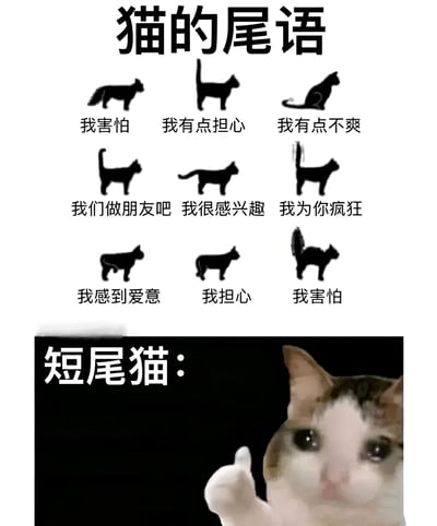这是一张关于猫咪尾巴语言的幽默梗图。图片上半部分展示了9种不同尾巴姿势的猫咪剪影，并配有对应的情绪描述文字，包括"我害怕"、"我有点担心"、"我有点不爽"、"我们做朋友吧"、"我很感兴趣"、"我为你疯狂"、"我感到爱意"等。图片下半部分则是一只真实的短尾猫照片，它表情困惑，伸出一只爪子指向前方，旁边配有文字"短尾猫："，通过对比制造幽默效果，暗示短尾猫无法通过尾巴表达这些复杂情绪。