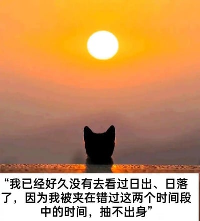 图中展示了一只黑猫的背影剪影，静坐在台面前，眺望远方橙黄色调的日落天空。图片下方配有扎心文案：“我已经好久没有去看过日出、日落了，因为我被夹在错过这两个时间段中的时间，抽不出身”。这句话精准戳中了当代人被忙碌的工作与生活琐事填满，连停下脚步欣赏自然美景的闲暇都没有的无奈处境，黑猫孤独的背影进一步烘托出这种身不由己、疲惫落寞的情绪，图中没有双关、谐音梗或暗示内容。