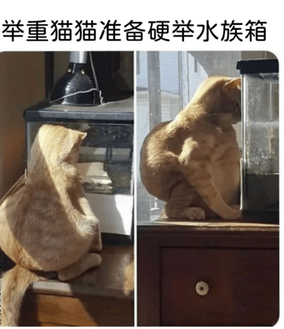 这是一张左右对比的静态文字加注图，图中展示了同一只橘色猫咪与小型水族箱的两种位置关系，利用视觉错位制造出搞笑效果。左侧画面里，猫咪身体在水族箱下方，头部探入水族箱区域，看起来像是要从下方扛起水族箱；右侧画面中，猫咪趴在桌子上，身体与水族箱的位置巧合形成错觉，仿佛猫咪正用身体托举着水族箱。图上方的文字“举重猫猫准备硬举水族箱”进一步强化了这个趣味设定，将猫咪的日常姿态脑补成举重运动员准备硬举的动作，让普通的宠物日常场景变得充满笑点，是典型的利用视觉错位打造的宠物搞笑梗图。