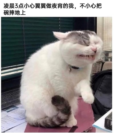 这是一张图文结合的拟人化表情包，上方配有文字“凌晨3点小心翼翼做夜宵的我，不小心把碗摔地上”，图中是一只白灰相间的胖猫咪，它皱起脸部、呲牙咧嘴，呈现出崩溃又懊恼的拟人化表情，同时抬起一只前爪，仿佛在为自己的失误而懊恼。这张图用猫咪的生动表情，精准地传达出凌晨时分想要安静制作夜宵，却不小心弄出摔碗的大动静时，当事人瞬间的崩溃、懊恼，以及担心吵醒他人的社死心情，将日常糗事的情绪通过拟人化的猫咪形象具象化。