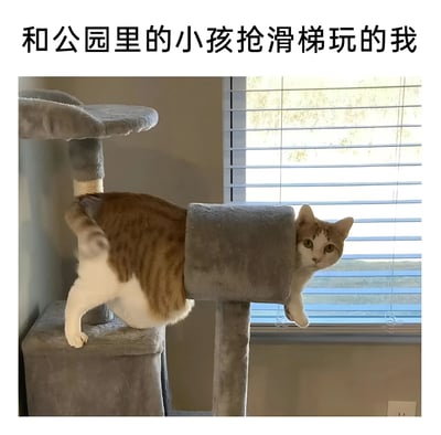 图片上方配有文字“和公园里的小孩抢滑梯玩的我”，下方是一只棕白相间的猫正卡在猫爬架的圆柱形结构中，身体部分穿过圆柱，前爪伸出，头部侧向一边，眼神专注，仿佛在努力“抢占”这个类似滑梯的位置，用猫咪的可爱动作幽默类比成年人想和小孩抢玩滑梯的童趣心态。