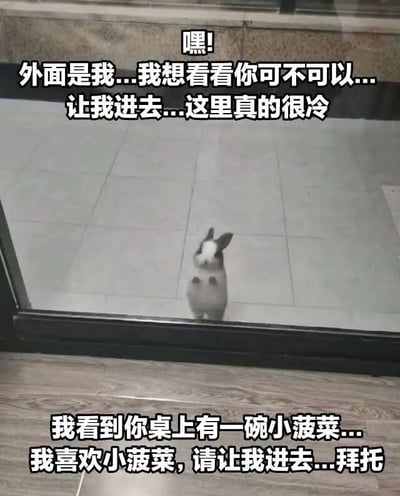 图片中一只灰白相间的小兔子正站立在玻璃门外，前爪微微抬起，仰头望向门内。图片上方和下方分别添加了拟人化的文字对白，上方文字为“嘿！外面是我...我想看看你可不可以...让我进去...这里真的很冷”，下方文字为“我看到你桌上有一碗小菠菜...我喜欢小菠菜，请让我进去...拜托”。整体场景通过给真实兔子照片添加趣味对白，营造出兔子像人一样恳求进门的幽默效果，展现了动物拟人化的可爱与搞笑。