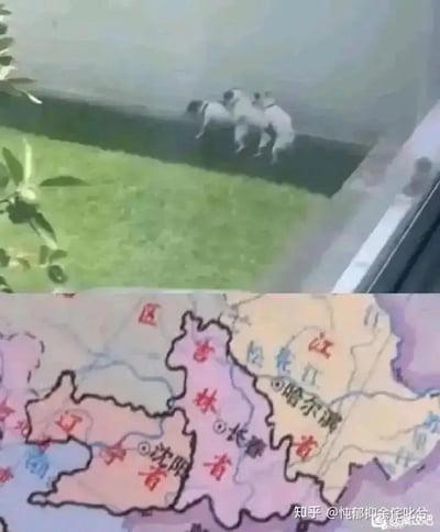 这张图分为上下两个部分：上半部分是三只白色小狗挤在墙角处，它们的身体轮廓和排列形态呈现出特定的形状；下半部分是中国东北三省（辽宁省、吉林省、黑龙江省）的地图，地图里标注了三省的省会城市沈阳、长春、哈尔滨。两者的形状高度相似，网友将这两部分拼接在一起，制造出视觉巧合的趣味梗，通过动物排列和行政区地图的外形相似性，带来搞笑的效果。