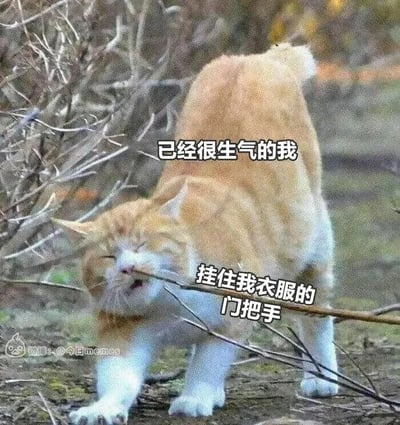 这是一张由实拍照片改编的表情包，画面主体是一只橘白相间的猫咪，它的脸部被一根干枯的树枝勾住，皱着眉头、嘴巴微张，露出烦躁又难受的表情，前爪撑在地面上，身体呈现出被拉扯的挣扎姿态。图中配有两行文字，上方的“已经很生气的我”将猫咪的状态类比成情绪不佳的自己，下方的“挂住我衣服的门把手”则把树枝比喻成勾住衣服的门把手，生动地还原了人们在本身情绪低落、生气的时候，又被诸如衣服被门把手勾住这类琐碎小意外烦扰的烦躁、无奈的日常瞬间，用猫咪的窘境来共情生活里的小糟心事，容易引发网友的共鸣。