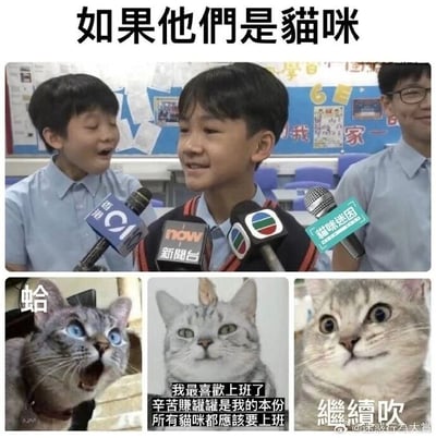 这是一张上下对比的多图拼接梗图，顶部配有标题“如果他们是猫咪”。上方画面是三名穿着校服的学生正在接受媒体采访，左边学生张嘴露出惊讶的神情，中间学生面带微笑，右边学生嘴角上扬似在调侃；下方是三只猫咪的图片，一一对应上方学生的表情：左边猫咪张嘴瞪大双眼，配文“蛤”，完美复刻左边学生的惊讶；中间猫咪表情平静，配文“我最喜欢上班了 辛苦赚罐罐是我的本份 所有猫咪都应该要上班”，用猫咪“赚罐罐”类比打工人“赚薪水”，是带有反讽意味的职场吐槽；右边猫咪瞪大双眼，配文“继续吹”，对应右边学生的调侃神情。整体通过“将人拟作猫咪”的形式，用幽默的方式表达了打工人对职场的真实心态，反差感拉满，十分贴合网络上的职场吐槽文化。