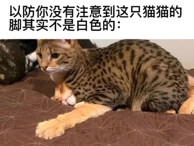 图片上方有一行提示文字："以防你没有注意到这只猫猫的脚其实不是白色的："。下方是两只猫的照片，主体是一只成年豹纹猫，它有着棕色和黑色相间的斑点皮毛，正趴在带有花纹的棕色床单上。豹纹猫的前爪看起来像是白色的，但实际上这是一种视觉错觉。在豹纹猫的身体下方，有一只橘色的幼猫正蜷缩着熟睡，头部靠在豹纹猫的腹部。整个画面营造出温馨可爱的氛围，同时通过文字提示引导观众注意猫咪脚掌的颜色错觉。