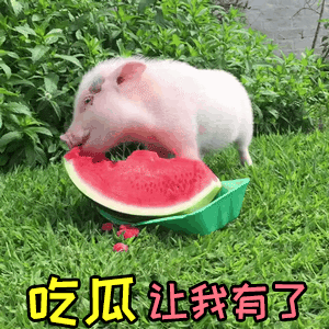 小猪吃瓜获得过六级力量
