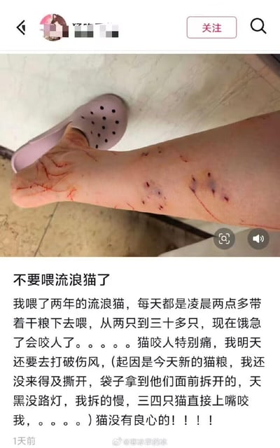 图片展示了一位女子腿部的多处抓伤和咬伤痕迹，脚上穿着一只粉色带孔拖鞋。图片下方配有文字说明，讲述了她喂养流浪猫两年，从最初两只增加到三十多只，如今却被饿急的猫咪攻击咬伤的经历。文字中充满了无奈和痛苦，提到因拆猫粮速度慢而被三四只猫同时咬伤，需要去打破伤风，并感叹"猫没有良心"。