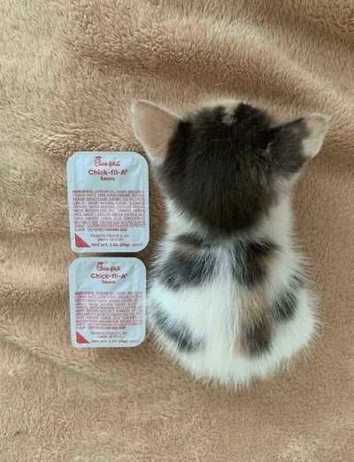 一只黑白相间的小猫趴在米色毛毯上，背对着镜头，露出毛茸茸的背部和两只竖起的小耳朵。小猫旁边整齐摆放着两包Chick-fil-A酱料包，形成可爱的对比。整体画面温馨治愈，展现了萌宠与日常物品的有趣组合。
