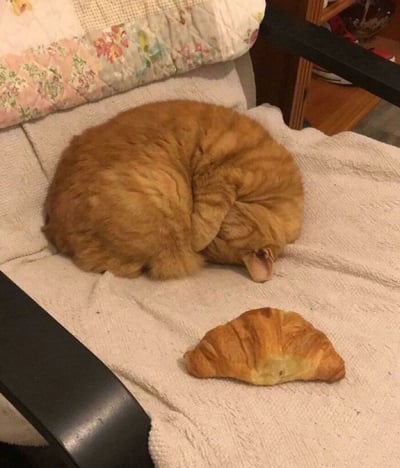 一只橘猫蜷缩成完美的圆形睡在椅子上，身体的金黄色毛发与旁边放置的可颂面包在颜色和形状上形成奇妙的呼应。猫咪将头埋在前爪中，蓬松的尾巴环绕身体，与旁边层次分明、呈月牙形的牛角面包构成一幅充满生活趣味的画面。两者相似的暖色调和弯曲轮廓创造出令人会心一笑的视觉巧合。