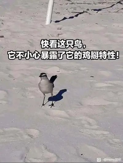 暂无描述