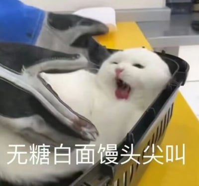 一只白猫躺在黑色塑料篮子里，嘴巴张得很大，像是在尖叫。图片下方配有文字"无糖白面馒头尖叫"，用食物来比喻猫的白色毛色和夸张表情，形成幽默效果。