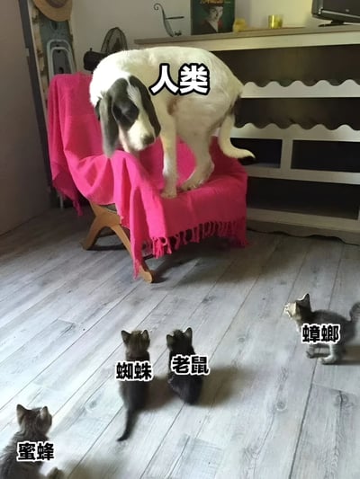 图片中一只黑白相间的狗站立在铺有亮粉色毯子的木椅上，低头俯视。地面上有四只小猫，分别被标注“蜘蛛”“老鼠”“蟑螂”“蜜蜂”，而狗被标注“人类”。整体营造出狗狗扮演人类，小猫们化身常见 household pests 的幽默场景，通过动物拟人化引发笑点。