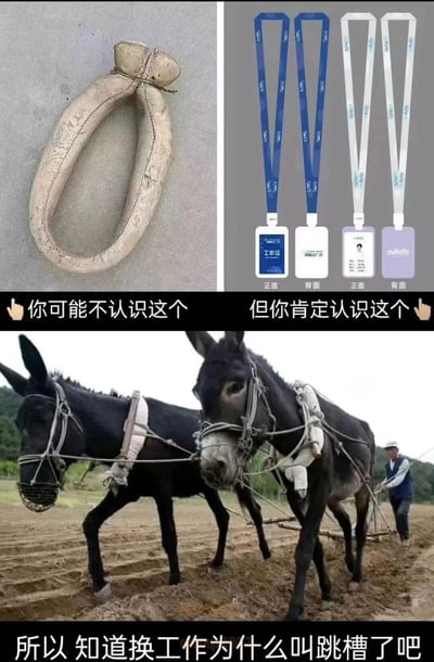 图片为多图拼接结构，分为三个部分。左上角是一个老旧的弧形农具部件（疑似驴马套具），配文'你可能不认识这个'；右上角展示蓝白两色工作证挂绳及证件正反面，标注'工牌'等字样，配文'但你肯定认识这个'；底部是两头黑色毛驴在田间犁地，后方有农夫持鞭引导的实景照片。图片底部文字总结：'所以 知道换工作为什么叫跳槽了吧'，通过古今物品对比趣味解释'跳槽'一词的由来。