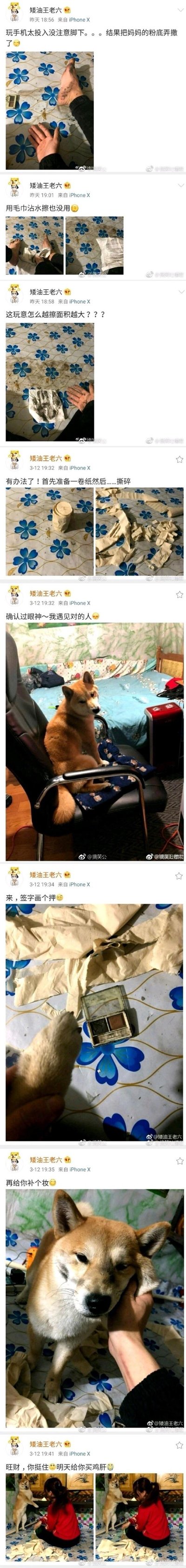 博主玩手机时不小心弄撒了妈妈的粉底，尝试用毛巾擦拭却越擦面积越大，灵机一动决定拉家里的柴犬当背锅侠：先是撕碎纸张伪造现场，接着让柴犬按爪印“签字画押”，还给柴犬补了个“粉底妆”，最后妈妈回来时，柴犬对着妈妈作揖，博主在旁边“打气”说“旺财，挺住！明天给你买鸡肝”。整个过程以微博连环图文的形式呈现，戏精感拉满，搞笑又有趣，把日常犯错甩锅的小闹剧演绎得十分生动。