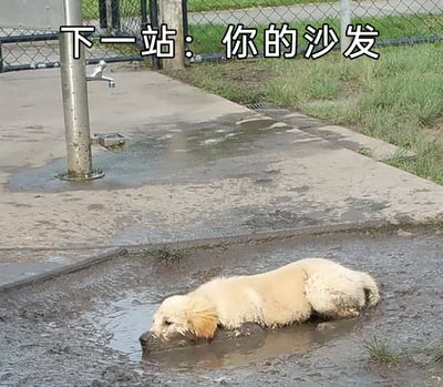 这是一张趣味宠物静态图，画面展示了户外场景：一只浅金色的金毛幼犬正趴在泥泞的水坑里，整个脑袋、身体和四肢都沾满了黑褐色的泥浆，看起来正沉浸在玩耍的快乐中。图片上方配有白色文字“下一站：你的沙发”，用幽默的口吻调侃这只调皮的狗狗接下来很可能会带着一身泥浆跳到主人的沙发上，精准戳中养宠人士面对宠物调皮行为的无奈又好笑的心情，引发强烈共鸣。