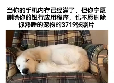 图片上方是黑色文字：“当你的手机内存已经满了，但是你宁愿删除你的银行应用程序，也不愿删除你熟睡的宠物的3719张照片”，下方是一张白色狗狗蜷缩在格子沙发上熟睡的照片。整体通过幽默对比展现了宠物主人对宠物照片的珍视程度，引发养宠人士共鸣。