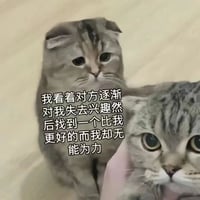 折耳猫